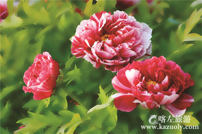 牡丹花.jpg