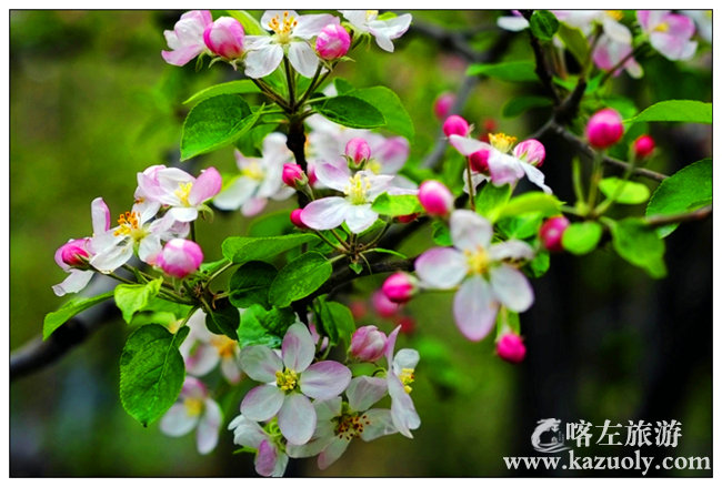 苹果花1.jpg
