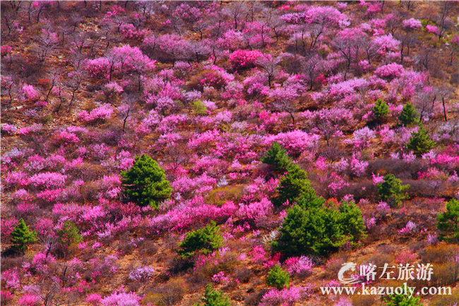 山樱花.jpg