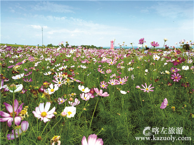 波斯菊.jpg